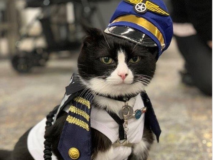 Kucing terapis di San Francisco International Airport