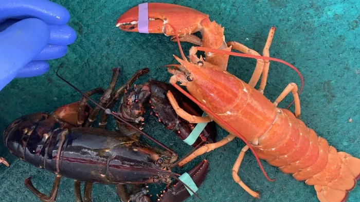 Lobster oranye