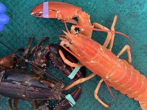 Lobster yang Sangat Langka Berhasil Ditangkap, Begini Wujudnya