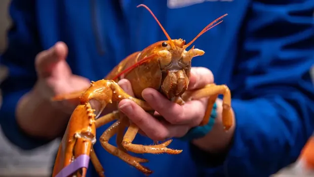 Lobster oranye