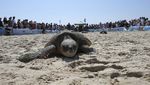 Momen Pelepasliaran Penyu di Pantai Beit Yanai Israel