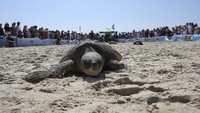 Ada sekitar 18 penyu yang terluka yang dilepasliarkan di pantai tersebut.