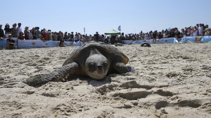 Sekitar 18 penyu yang terluka dilepasliarkan di pantai Beit Yanai, Israel, Jumat (16/6). Ini momennya.