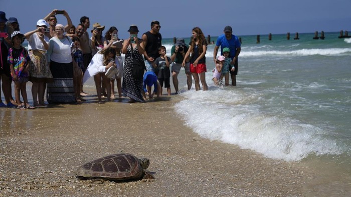 Momen Pelepasliaran Penyu di Pantai Beit Yanai Israel Sekitar 18 penyu yang terluka dilepasliarkan di pantai Beit Yanai, Israel, Jumat (16/6). Ini momennya.