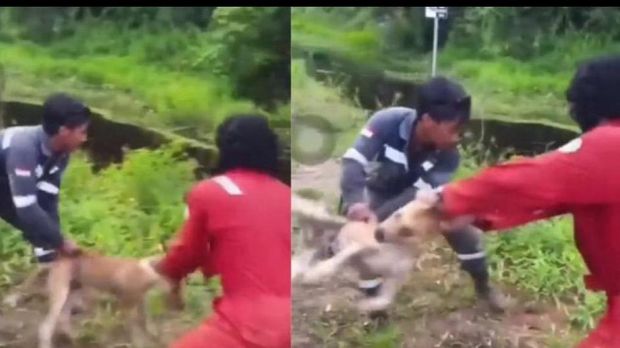 Pria di Nunukan membuang anjing ke sungai hingga diterkam buaya.