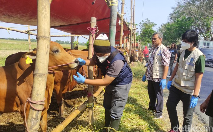 pemeriksaan hewan kurban di Sidoarjo jelang idul adha