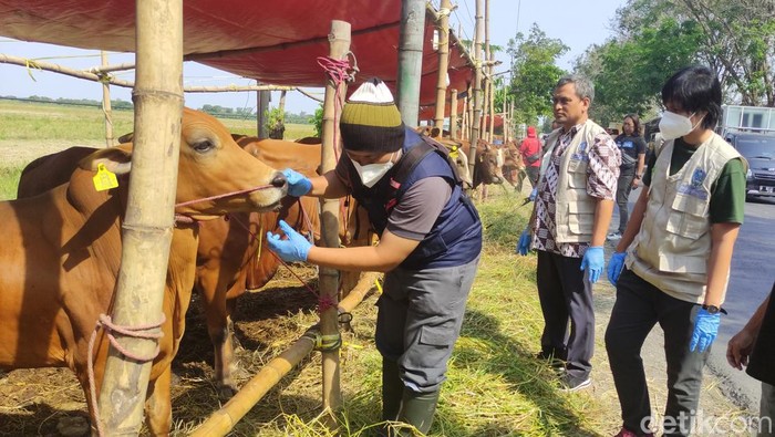 pemeriksaan hewan kurban di Sidoarjo jelang idul adha