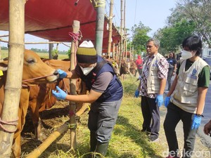 31 Titik Pasar Hewan Kurban di Sidoarjo Diperiksa Kesehatan Jelang Idul Adha