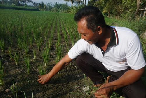 Pemilih lahan sawah di Desa Baha, Badung, tunjukkan padi berumur sepekan busuk di bagian akar, Jumat (16/6/2023). (Agus Eka/detikBali)