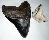 Hiu Megalodon Sudah Jadi Predator Sejak Dalam Rahim Hiu Megalodon Sudah Jadi Predator Sejak Dalam Rahim