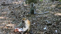 Seringnya warga memberikan makanan pada monyet menyebabkan perilaku monyet liar berubah menjadi agresif dan ketergantungan pada makanan pemberian manusia.  