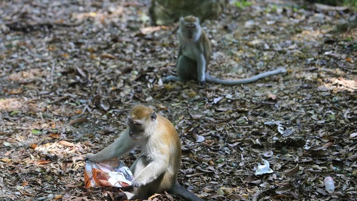 Perubahan perilaku monyet liar di Aceh Seekor monyet ekor panjang (Macaca fascicularis) liar membawa sampah botol plastik dalam kemasan di kawasan Gunung Geurute, Aceh Jaya, Aceh, Kamis (15/6/2023). Seringnya warga memberikan makanan pada monyet menyebabkan perilaku monyet liar berubah menjadi agresif dan ketergantungan pada makanan pemberian manusia. ANTARA FOTO/Syifa Yulinnas/rwa.