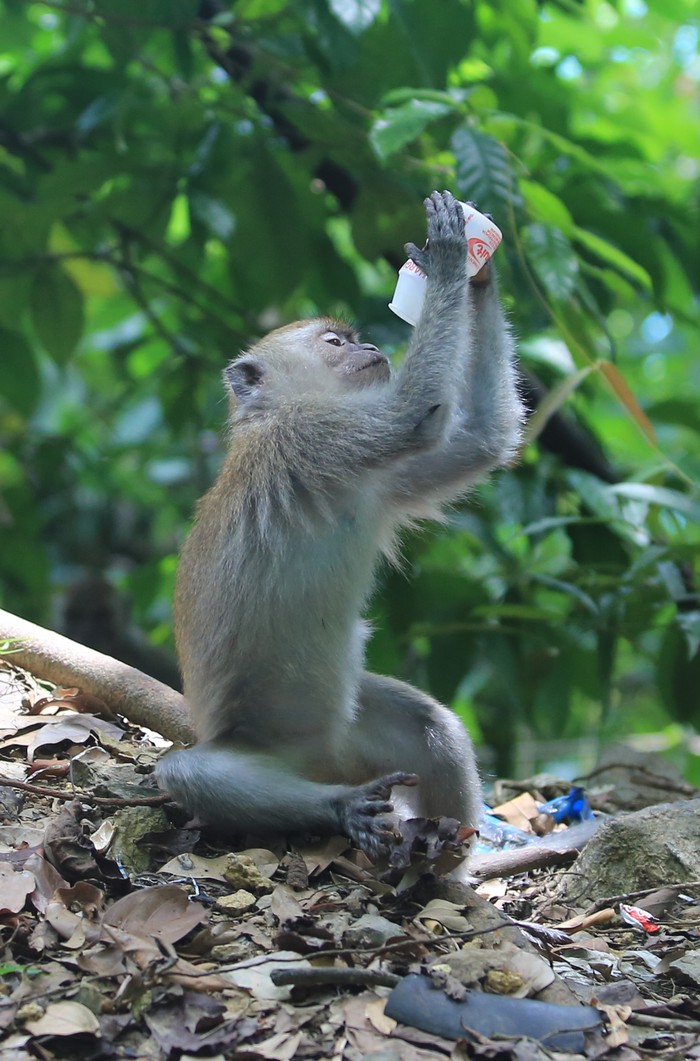 Seekor monyet ekor panjang (Macaca fascicularis) liar membawa sampah botol plastik dalam kemasan di kawasan Gunung Geurute, Aceh Jaya, Aceh, Kamis (15/6/2023). Seringnya warga memberikan makanan pada monyet menyebabkan perilaku monyet liar berubah menjadi agresif dan ketergantungan pada makanan pemberian manusia. ANTARA FOTO/Syifa Yulinnas/rwa.