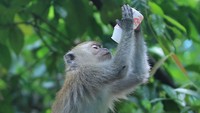 Seekor monyet ekor panjang (Macaca fascicularis) liar membawa sampah botol plastik dalam kemasan di kawasan Gunung Geurute, Aceh Jaya, Aceh, Kamis (15/6/2023).  