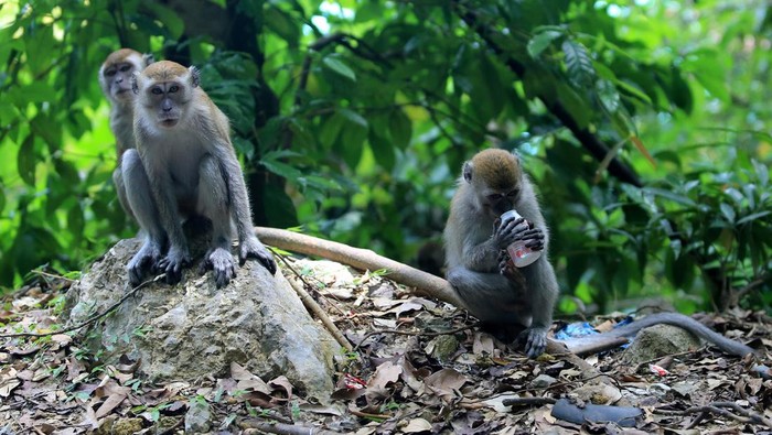 Perubahan perilaku monyet liar di Aceh Seekor monyet ekor panjang (Macaca fascicularis) liar membawa sampah botol plastik dalam kemasan di kawasan Gunung Geurute, Aceh Jaya, Aceh, Kamis (15/6/2023). Seringnya warga memberikan makanan pada monyet menyebabkan perilaku monyet liar berubah menjadi agresif dan ketergantungan pada makanan pemberian manusia. ANTARA FOTO/Syifa Yulinnas/rwa.