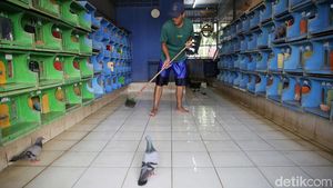Pos Meti, Lapak Burung Merpati Tomprang Terbesar di Jakarta