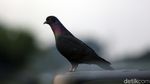 Pos Meti, Lapak Burung Merpati Tomprang Terbesar di Jakarta