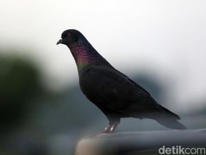 Gokil! Merpati Bisa Kirim Data Lebih Cepat dari Internet Fiber Optik
