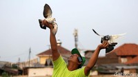 Pencinta burung melatih burung merpati tomprang di Lapak Pos Meti, Pondok Kopi, Jakarta Timur, Jumat (16/6).
