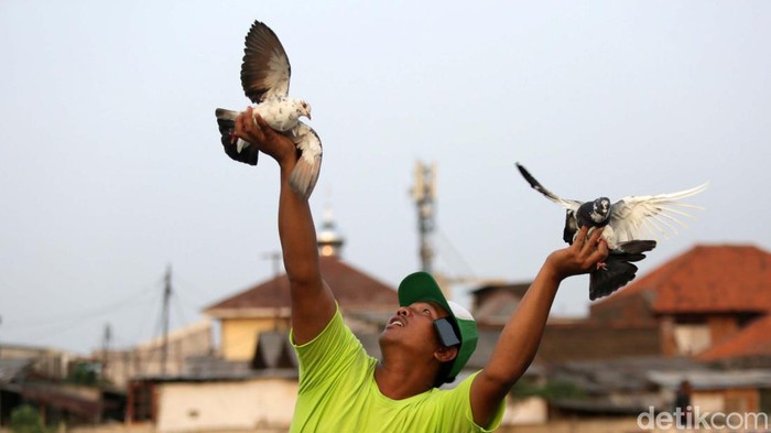Pos Meti, Lapak Burung Merpati Tomprang Terbesar di Jakarta Lapak Pos Meti adalah lapak terbesar burung merpati tomprang di Jakarta. Pos Meti ini berlokasi di belakang kantor walikota Jakarta Timur.