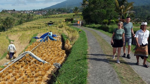 Petani memanen padi beras merah saat panen raya di persawahan Jatiluwih, Tabanan, Bali, Jumat (16/6/2023). Panen raya padi beras merah yang digelar setiap setahun sekali tepatnya pada bulan Juni tersebut sebagai daya tarik wisata dan untuk meningkatkan jumlah kunjungan wisatawan di kawasan objek wisata yang telah ditetapkan UNESCO sebagai warisan budaya dunia. ANTARA FOTO/Nyoman Hendra Wibowo/aww.
