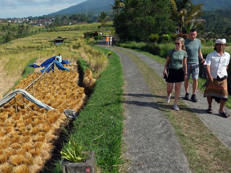 Panen Beras Merah di Bali Bikin Turis Asing Kepincut