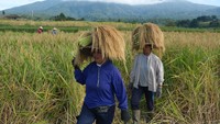 Petani membawa padi beras merah diatas kepalanya. Panen raya padi beras merah ini digelar setiap setahun sekali tepatnya pada bulan Juni.
