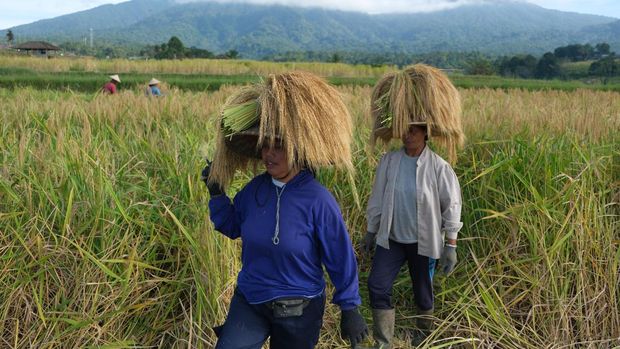 Petani memanen padi beras merah saat panen raya di persawahan Jatiluwih, Tabanan, Bali, Jumat (16/6/2023). Panen raya padi beras merah yang digelar setiap setahun sekali tepatnya pada bulan Juni tersebut sebagai daya tarik wisata dan untuk meningkatkan jumlah kunjungan wisatawan di kawasan objek wisata yang telah ditetapkan UNESCO sebagai warisan budaya dunia. ANTARA FOTO/Nyoman Hendra Wibowo/aww.