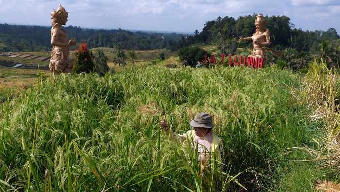 Potret Panen Padi Beras Merah di Bali Bikin Turis Asing Petani memanen padi beras merah saat panen raya di persawahan Jatiluwih, Tabanan, Bali, Jumat (16/6/2023). Panen raya padi beras merah yang digelar setiap setahun sekali tepatnya pada bulan Juni tersebut sebagai daya tarik wisata dan untuk meningkatkan jumlah kunjungan wisatawan di kawasan objek wisata yang telah ditetapkan UNESCO sebagai warisan budaya dunia. ANTARA FOTO/Nyoman Hendra Wibowo/aww.