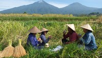 Para petani beristirahat disela panen raya padi beras merah. Panen raya padi ini digelar untuk menjadi daya tarik wisata.