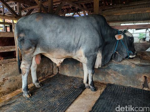 Sapi jumbo yang dibeli Jokowi dari peternak Lembang