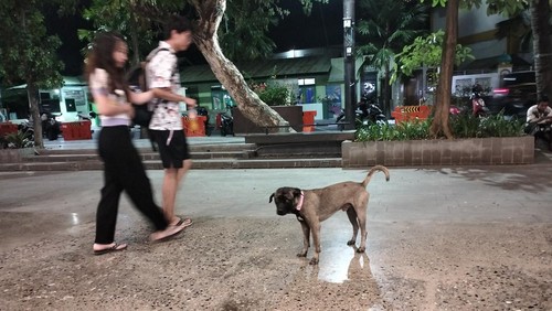 Anjing masih berkeliaran bebas di Labuan Bajo. Padahal, sudah ada aturan wajib agar anjing dikandangkan di tengah penyebaran kasus rabies.