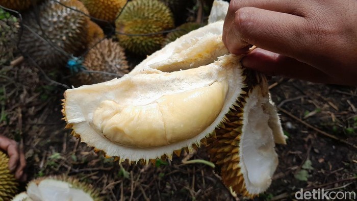 Festival Durian di Pangandaran