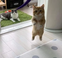 Foto Mengecoh mata