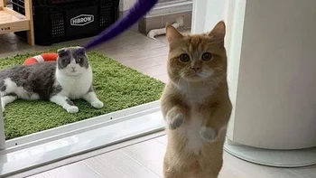 Kucing melayang.... Foto: Reddit