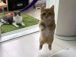 Sial, Deretan Foto Ini Benar-benar Mengecoh Mata