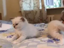 Sial, Deretan Foto Ini Benar-benar Mengecoh Mata