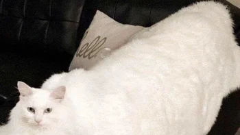 Kucing raksasa.... Foto: Reddit