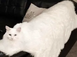 Sial, Deretan Foto Ini Benar-benar Mengecoh Mata