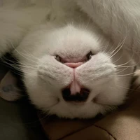 Foto Mengecoh mata