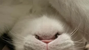 Ada yang mengira ini foto kelinci? Foto: Reddit