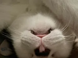 Sial, Deretan Foto Ini Benar-benar Mengecoh Mata