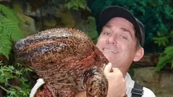 Salamander Raksasa Cina tidak begitu mudah beradaptasi. Spesies ini terancam punah karena hilangnya habitat, polusi, dan pengumpulan yang berlebihan, karena dianggap lezat dan digunakan dalam pengobatan tradisional Tiongkok. Sayangnya, tidak jarang pengobatan Tiongkok membuat hewan ini makin terancam punah . Foto: Zmescience