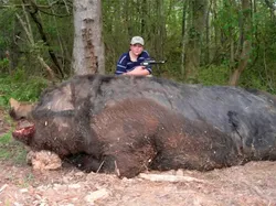 Hewan Raksasa Ini Benar-benar Ada Walau Sulit Dipercaya Keberadaannya