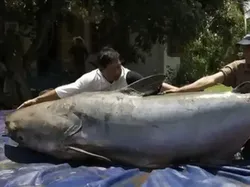 Hewan Raksasa Ini Benar-benar Ada Walau Sulit Dipercaya Keberadaannya