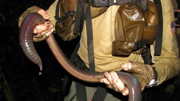 Penemuan cacing seukuran ular di kaki gunung berapi Sumaco di Ekuador pada tahun 2009 merupakan penemuan yang luar biasa.Cacing, yang panjangnya sekitar lebih dari 1,5 meter, merupakan penemuan yang mencengangkan bagi komunitas ilmiah. Temuan ini sangat menarik bagi ahli biologi yang ingin mempelajari organisme ini dan memahami perilaku, habitat, dan kemungkinan perannya dalam ekosistem. Foto: Zmescience