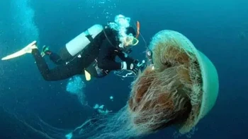 Diameter saat dewasa sedikit lebih besar dari tinggi rata-rata pria. Beratnya bisa lebih dari 200 kg dan endemik di perairan Jepang. Ubur-ubur Nomura adalah makhluk luar biasa , tetapi para ilmuwan khawatir tentang mekarnya populasi mereka. Mereka sangat berat sehingga pada tahun 2009, sebuah kapal pukat ikan seberat 10 ton, Diasan Shinsho-maru, terbalik saat awaknya mencoba menarik jaring dengan lusinan pukat. Foto: Zmescience