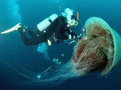 Hewan Raksasa Ini Benar-benar Ada Walau Sulit Dipercaya Keberadaannya