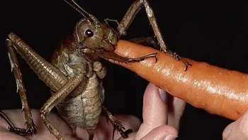 11 spesies weta raksasa ( Deinacrida spp. ) secara signifikan lebih besar dari kerabatnya, yang juga lebih besar dari kebanyakan serangga. Mereka ditemukan terutama di pulau-pulau kecil di lepas pantai pulau-pulau utama di Selandia Baru, dan mereka mewakili kasus gigantisme pulau yang bagus . Mereka terkadang berukuran lebih dari 10 cm. Foto: Zmescience