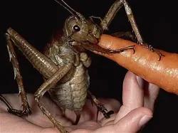 Hewan Raksasa Ini Benar-benar Ada Walau Sulit Dipercaya Keberadaannya